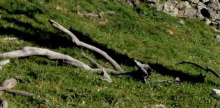 dead timber esdale 2014