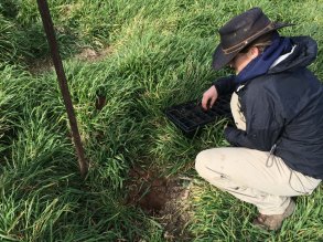 Charlotte grass planting