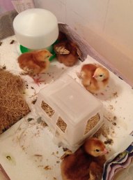 more spacious quarters