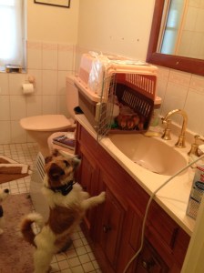 Unwanted dog attention