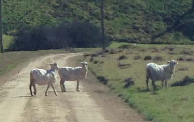 sheep on road