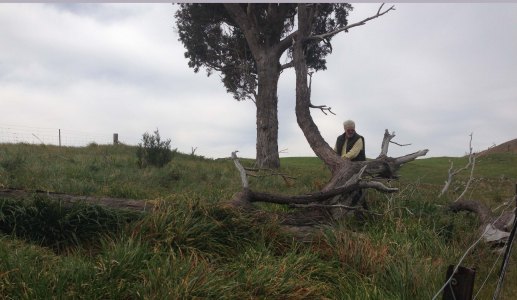 small plantation dead tree