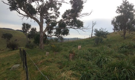 small plantation live tree