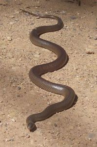 Eastern Brown Snake, Kempsey NSW, photo from wikipedia