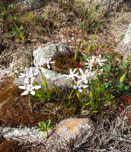 Early Nancies among rocks