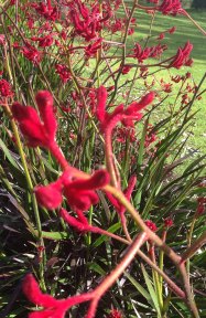 kangaroo paw