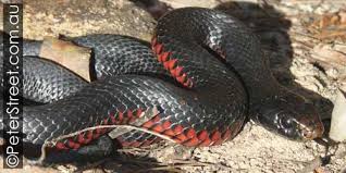 red-bellied black snake Peter Street