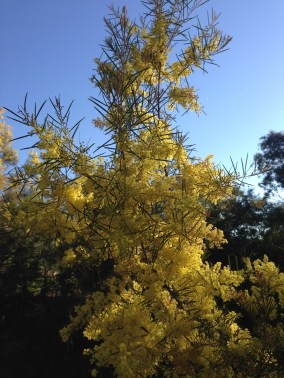 wattle1 (1)