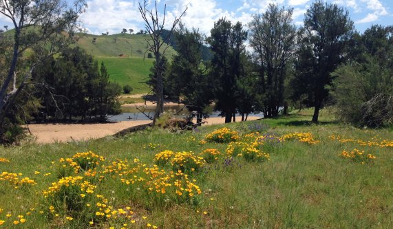 california poppies by the river