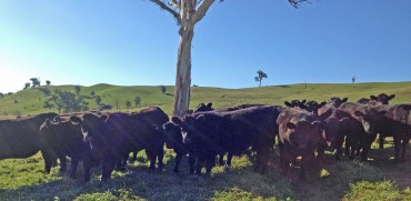 cattle in sunlight