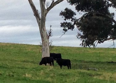 cattle in WOPR paddock