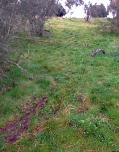 disappearing cattle 2