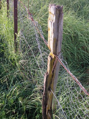 fence line 3