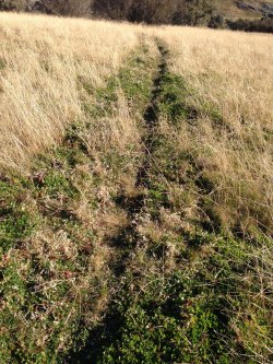 furrow but no growth 2014