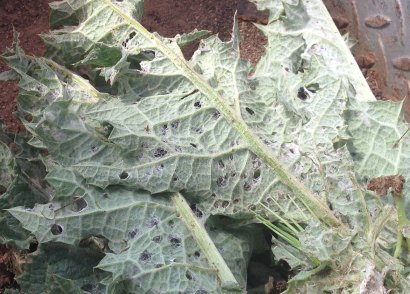 thistle with signs of insect attack
