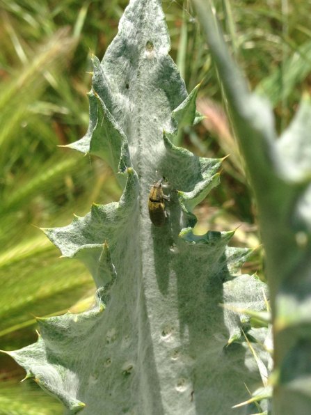 weevil in thistle