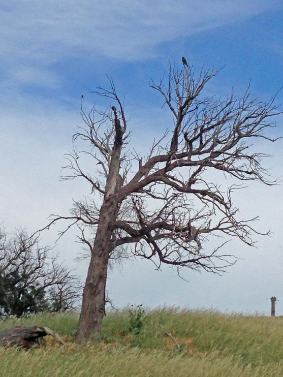 brown falcon in dead tree2