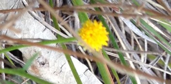 button wrinklewort closeup