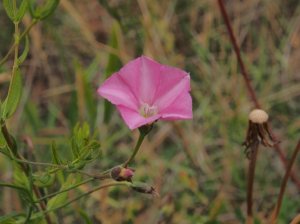 Convolvulus erubescens