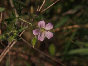 Geranium Solanderi