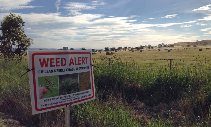 hayfield and weed sign Murrumbateman