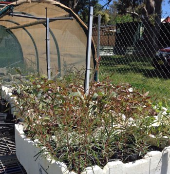 Some of last year's seedlings