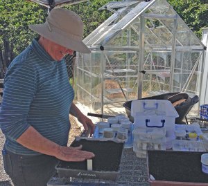 MLG propagation Sue seeding