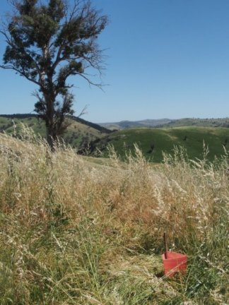 Upper box gum area 2014