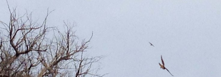 woodswallow chasing brown falcon