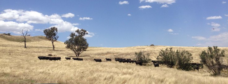 Cattle in WOPR paddock December 2014