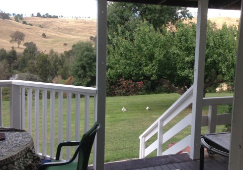 crime in progress apricot thieves