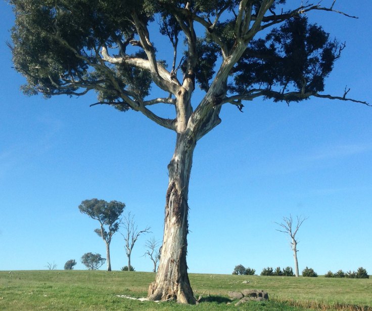 line of trees Adnamira