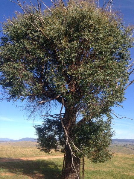 young tree insect and drought attack