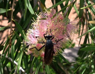 callistemon thing with wings