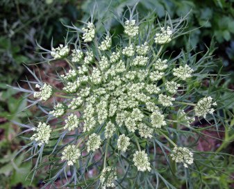celery flower