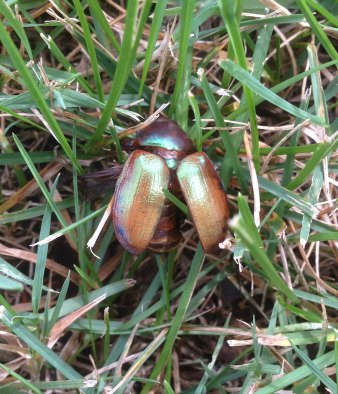 Christmas beetle dead in grass