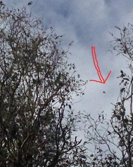 Arrow point to cruising Christmas beetle