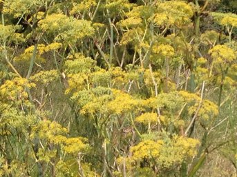 fennel flowers roadside