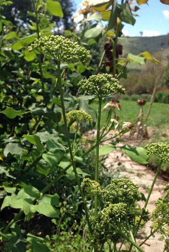 parsley flowers