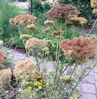 veggie garden wide with carrots