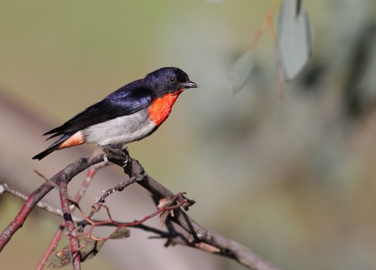 Mistletoebird (Dicaeum Hirundinaceum) photo by Leo from iNaturalist.org