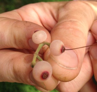 mistletoe berries closeup in fingers