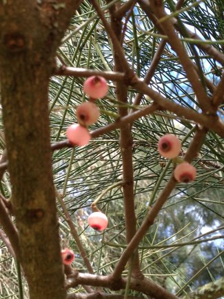 mistletoe berries closeup
