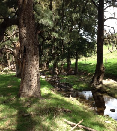 Oakey Creek Jan 2015