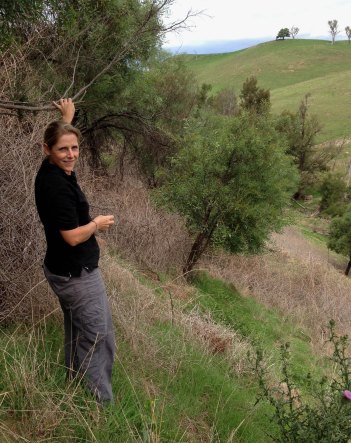 Regrowth among blackberries Lesley Peden