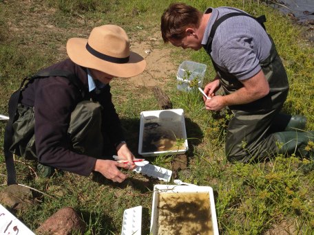 Counting waterbugs, Woo and Damon