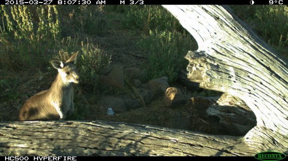 joey approaching camera 2a