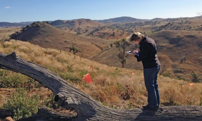 Lesley Peden recording vegetation Box gum ridge