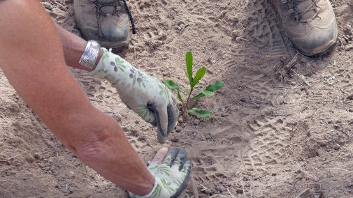Closeup banksia planting photo by Martin Neudert