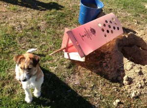 dog not helping 2013 cattleyard area